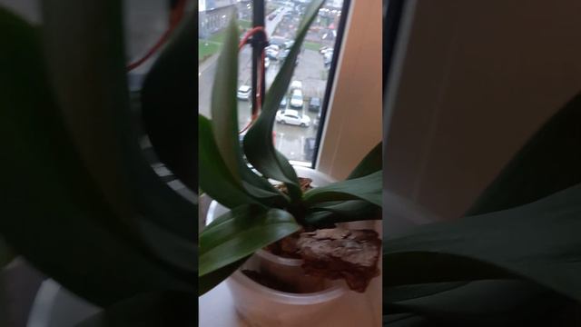 Как развиваются Орхидеи подростки и в каком они состоянии. 10 ноября 2022 г. смотреть онлайн