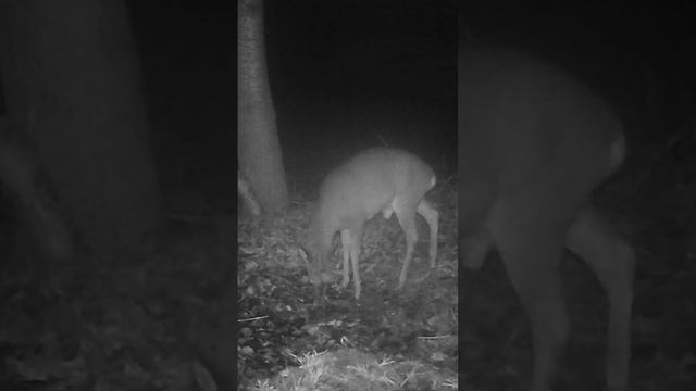 Козел косули