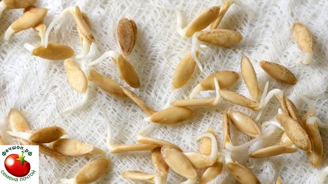 Рассада огурцов взойдет за 3 дня!