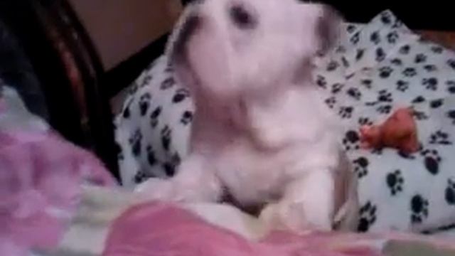 Дуня второй день как дома! Уже хочу на диван!!! смотреть онлайн