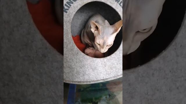 Кошки. Канадский сфинкс. Новорождённый котята, Руна стала мамой. смотреть онлайн