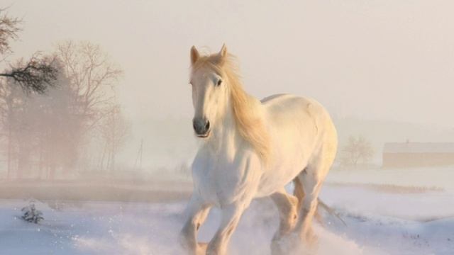 ОНИ ЛЮБЯТ КОФЕ И ВИДЯТ ЦВЕТНЫЕ СНЫ, 5 ФАКТОВ О ЛОШАДЯХ. ЛОШАДЬ. КОНЬ. МУСТАНГ. КОБЫЛА. СПИТ СТОЯ. смотреть онлайн