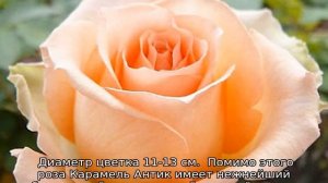 Роза Грандифлора: что это такое