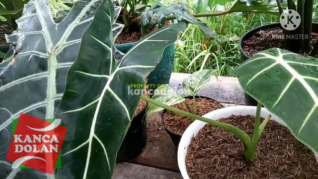 Harga Alocasia Amazon & Keladi Neon | Tanaman Hias Trend 2020 смотреть онлайн