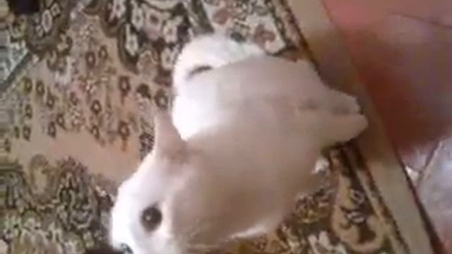 Котика раздраконили Kitty razdrakonili смотреть онлайн