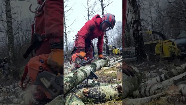 Берёзовая роща... Была берёзовая роща 😈🤘💪 Работает Wolfa смотреть онлайн