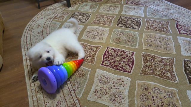 Щенки маремма,девочки)