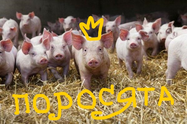 Поросята в деревне. Агротуризм смотреть онлайн