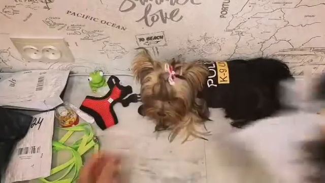 Распаковка посылок с JOOM/ALIEXPRESS | ПОКУПКИ ДЛЯ СОБАК И НЕ ТОЛЬКО | ПРИМЕРКА И ОБЗОР. Йорк смотреть онлайн