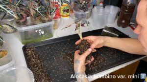 Алоказия бамбино • обзор растения