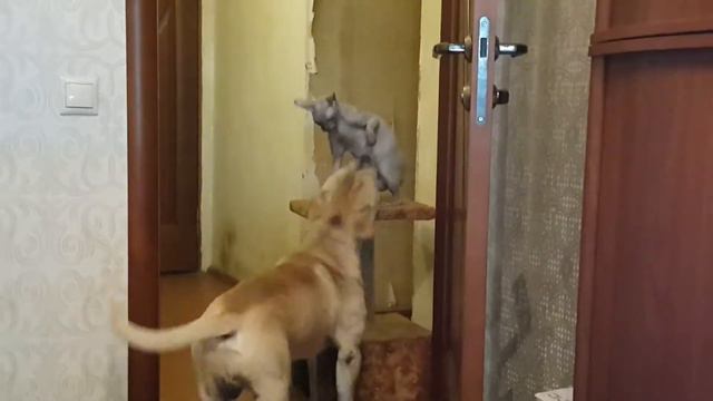 Сфинкс и Ка дэ бо смотреть онлайн