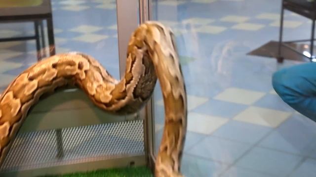 Как мучается питон перед линькой. Иероглифовый питон