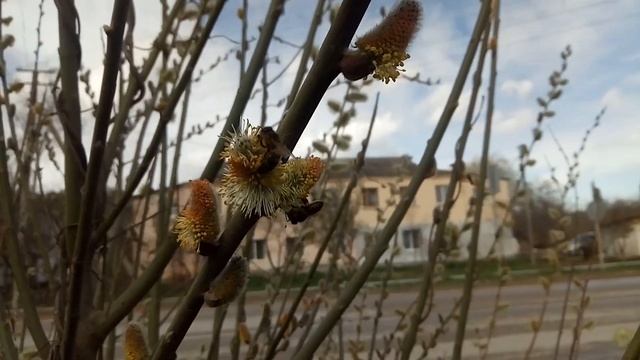 Весна в Крыму, пчелы проснулись и деревья цветут... 3 апреля 2022 г. смотреть онлайн