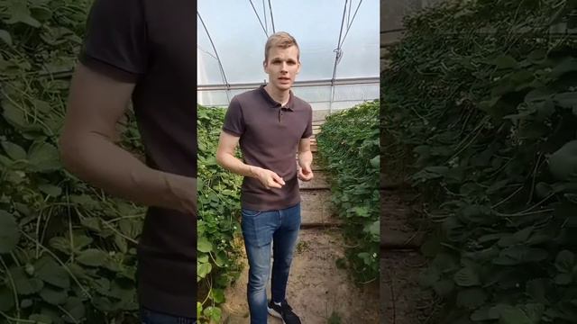 Флорариум в свежести