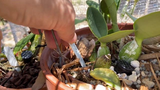 Cattleya Walkeriana & Nobilior- Summer Care