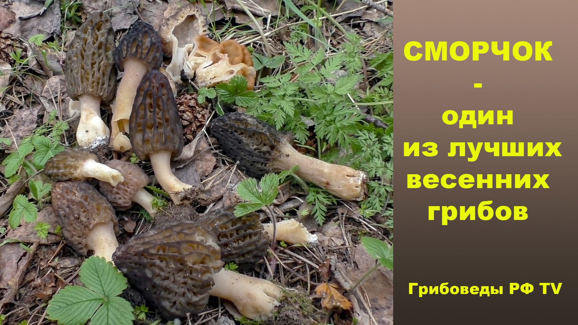 СМОРЧОК - лучший весенний гриб! смотреть онлайн