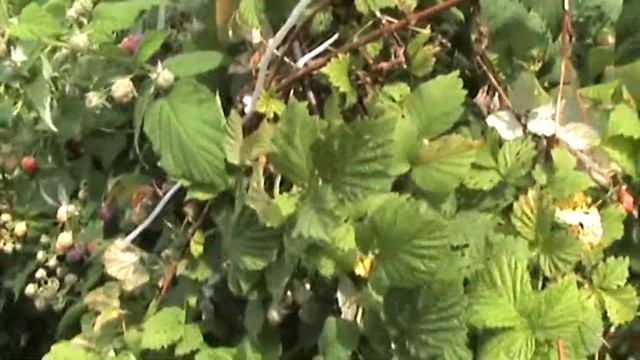 Малина Парпл Джевел, фиолетовая малина смотреть онлайн