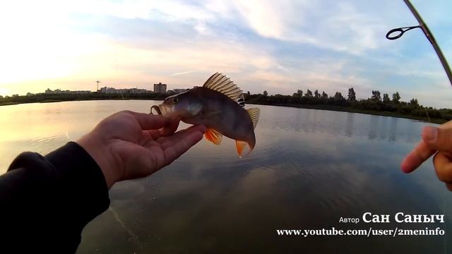 Залетный шнурок, рыбалка на окуней, Аваруна от Pontoon21 смотреть онлайн