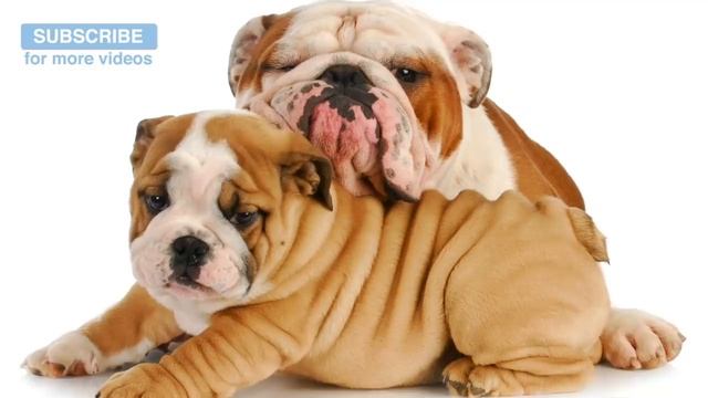 Импровизации Видений