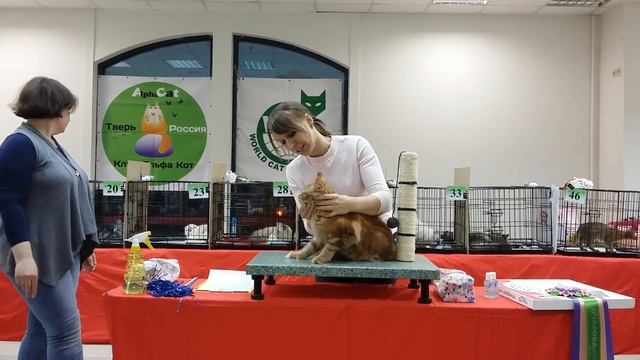 9 мес.Kunarmiy Kora. Е.Игнатова. WCF ring kitten 18-02-2017 Тверь смотреть онлайн