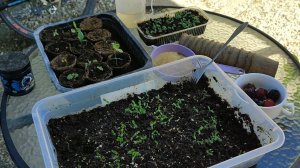 Как легко сразу вырастить шелковицу, киви, клубнику и др. из ягод!