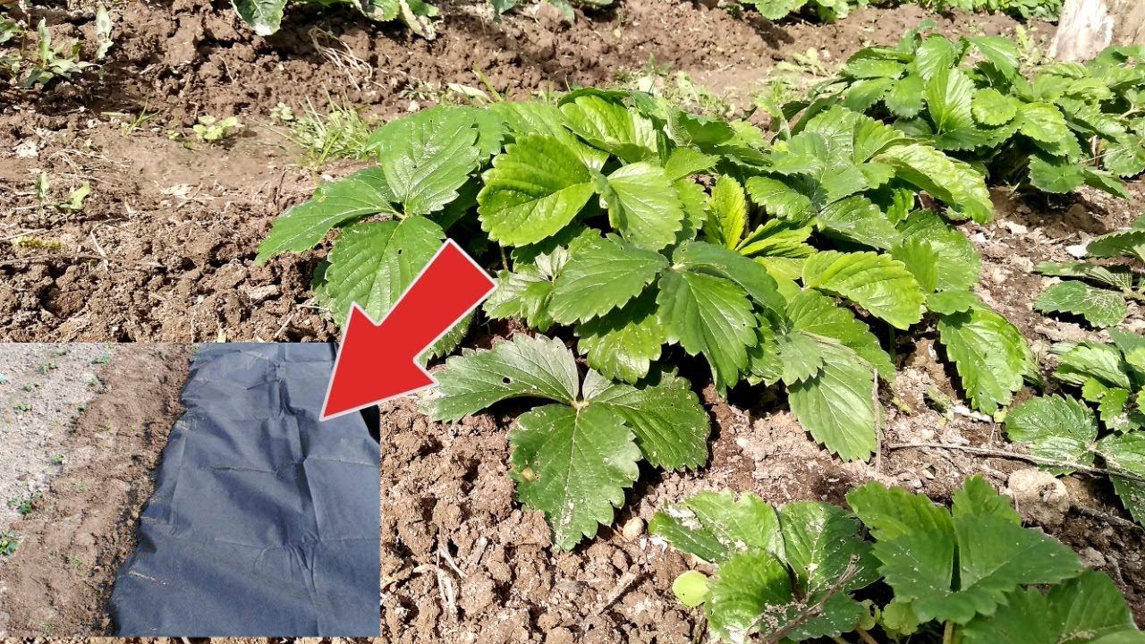 Ни один куст клубники не погибнет даже в -70! Как подготовить клубнику в октябре ноябре к зимовке? смотреть онлайн