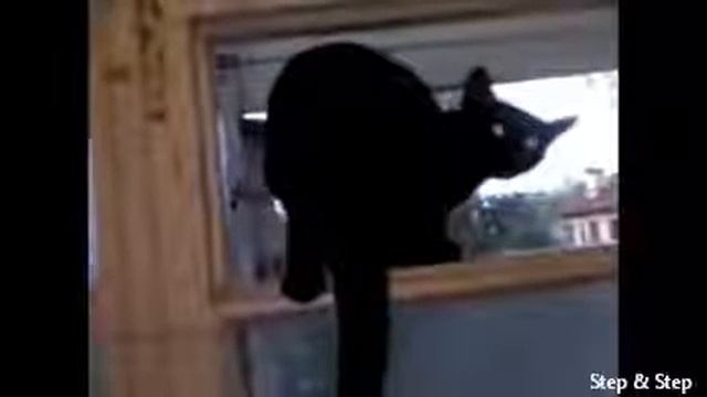 кот лает из окна это жесть!! смотреть онлайн