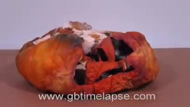Rotting pumpkin - GBTimelapse смотреть онлайн