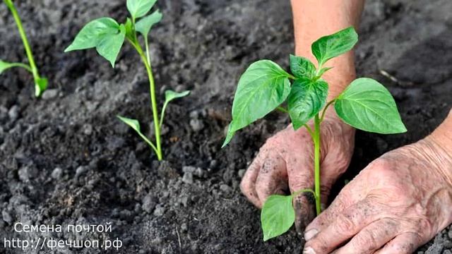 Когда посадить перец для теплицы и открытого грунта& смотреть онлайн