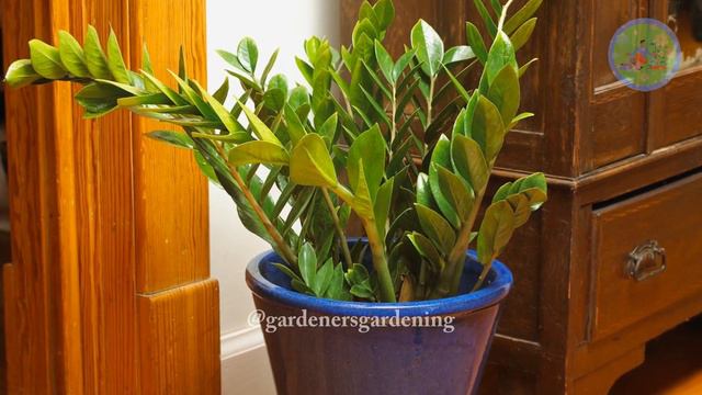 10 Best Fengshui lucky plants for Living room #goodluckplants смотреть онлайн