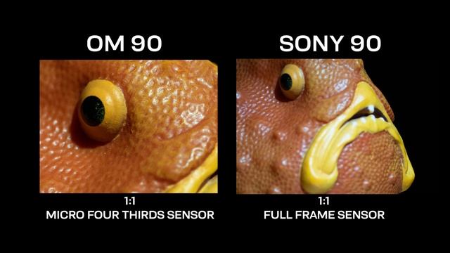 OM System (Olympus) 90mm Macro Lens Underwater Review - Preview #underwaterphotography #macro смотреть онлайн