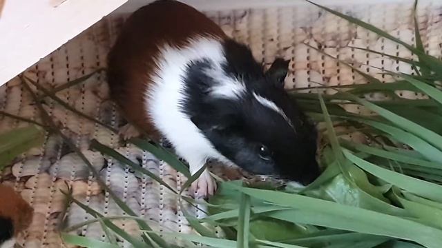 Морские свинки. Порода черепаховая с белым "тортики" смотреть онлайн