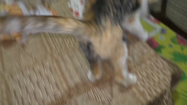 КАК ОТУЧИТЬ КОШКУ ЛАЗИТЬ ПО СТОЛАМ [ЛайфХак] смотреть онлайн