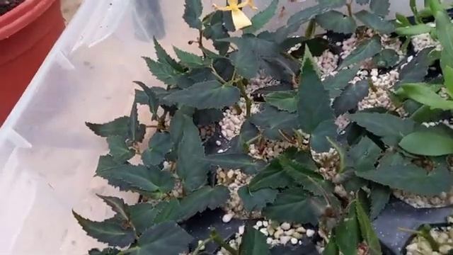 21 ноября 2023 г. Черенкую бегонии ампельные. смотреть онлайн