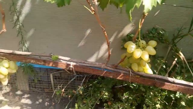 Лучший виноград Монарх 2018 год. смотреть онлайн