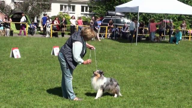Монопородная выставка шелти ранга ПК "Лето Петербурга-2015" 06.06.2015 смотреть онлайн