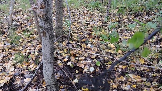 Много Железа Входит В Уаз, Про Это Будет Сегодняшний Сказ. Металлокоп В Железном Лесу. Коп 2021 смотреть онлайн