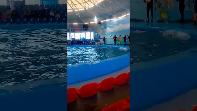 Дельфинарий немо минск(3) смотреть онлайн