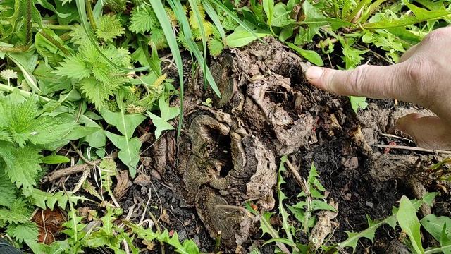 Результаты борьбы с деревьями-сорняками на участке смотреть онлайн