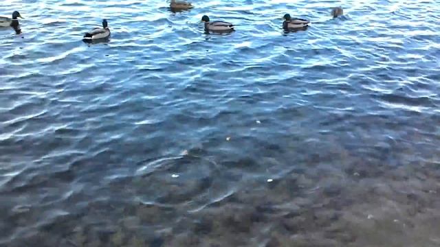 Кормим уток на Красковском карьере. Октябрь 2015. смотреть онлайн