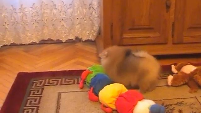 померанский шпиц, щенки смотреть онлайн