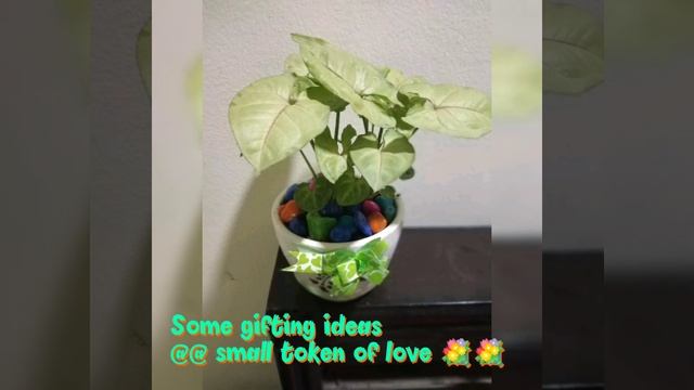 Zero Sunlight | Low Light | Best Air Purifying | Indoor | Decor | Office | House Plants ??☘️ смотреть онлайн