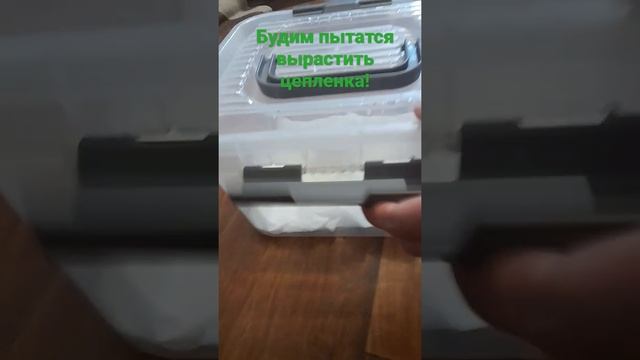 пытаемся. вырастить цыплёнка из яйца, если хочешь предложение, соберём 10 лайков и 2 подписчика; смотреть онлайн