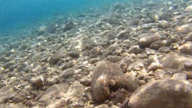 Играем с осьминогом