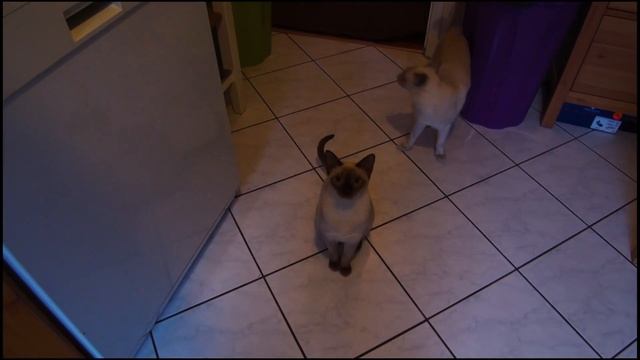 Cute talkative Tonkinese cats смотреть онлайн