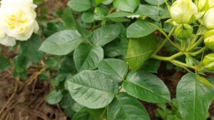 Обзор роз- Sue Hipkin, Winter Lodge.