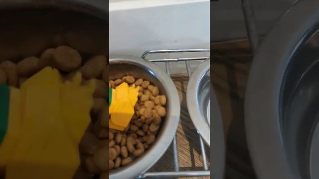 Что будет с песиком, если он съест кошачий корм смотреть онлайн