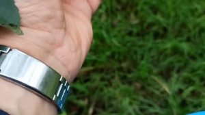 нектарин из косточки, первый- НАСТОЯЩИЙ урожай.