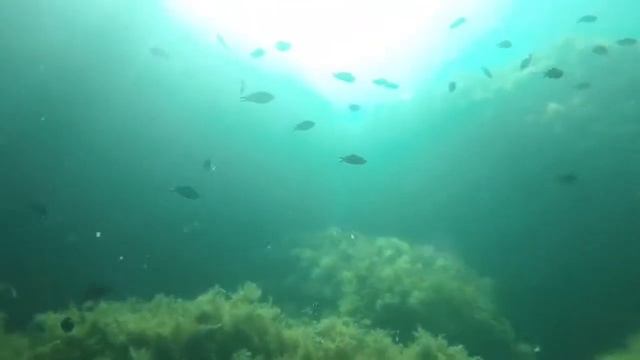 ДАЙВИНГ ЛАСПИ смотреть онлайн