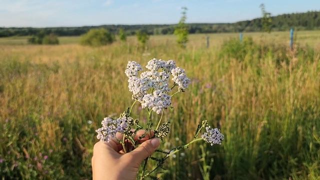 Душица, Тысячелистник и Льнянка обыкновенная: полезные свойства для здоровья смотреть онлайн
